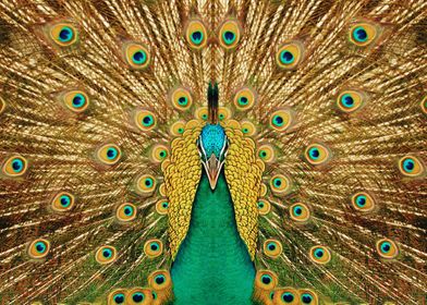 Peacock color poster  