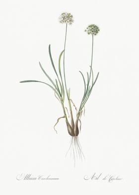 Allium Carolinianum Illust