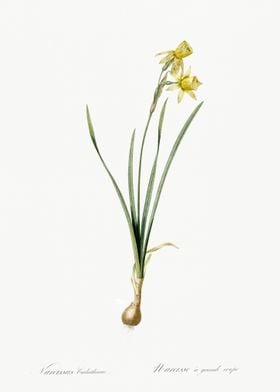 Narcissus Calathinus Illus