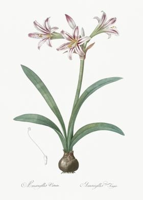 Amaryllis Illustration Fro