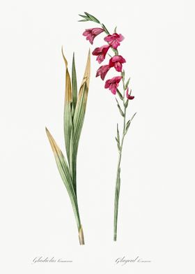 Eastern Gladiolus Illustra