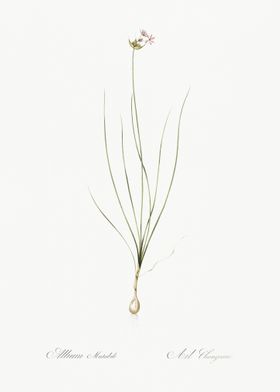 Wild Onion Illustration Fr