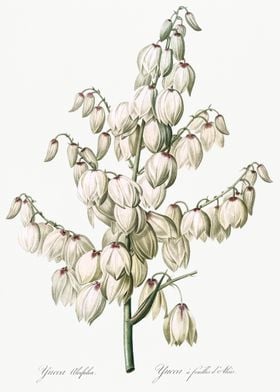 Aloe Yucca Illustration Fr