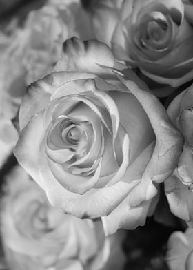 Rose black+white