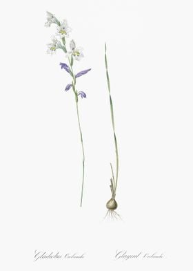 Gladiolus Orobanche Illust