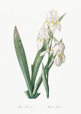 Iris Florentina Illustrati