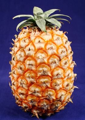 Azores pineapple