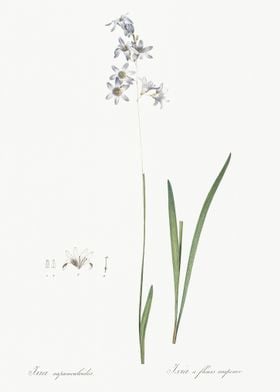 Corn Lily Illustration Fro