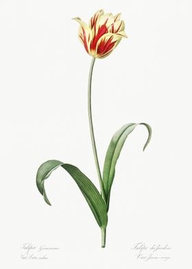 Didier39S Tulip Illustrati