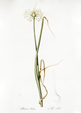 Wild Onion Illustration Fr