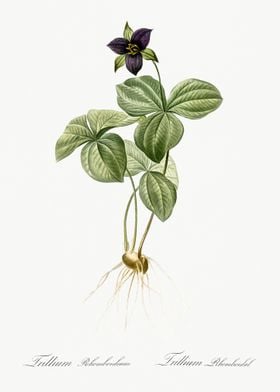 Trillium Rhomboideum Illus