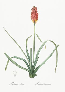 Redhot Poker Illustration 