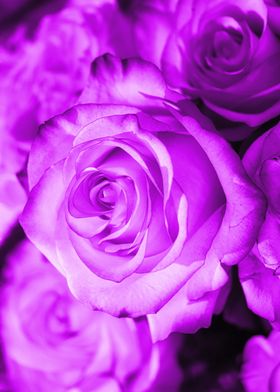 Rose purple