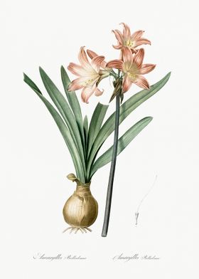 Amaryllis Belladonna Illus