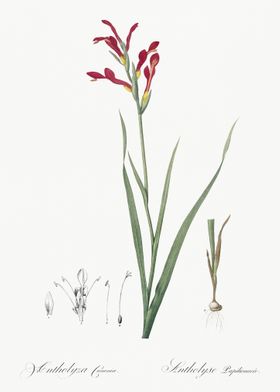 Gladiolus Cunonius Illustr