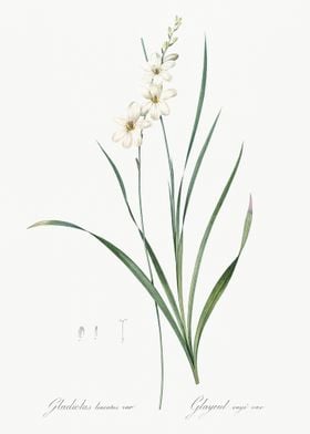 Gladiolus Lineatus Illustr