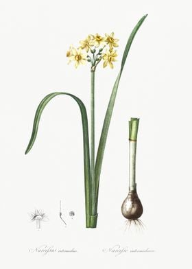 Cowslip Cupped Daffodil Il