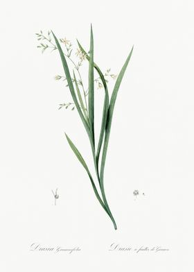 Diasia Graminifolia Illust