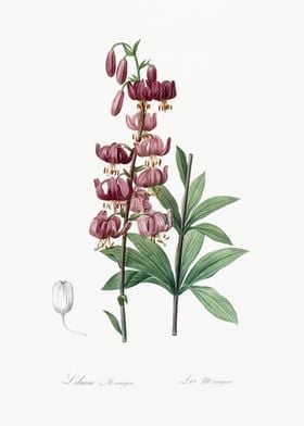 Lilium Martagon Illustrati