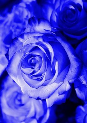 Rose blue