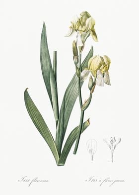 Lemonyellow Iris Illustrat