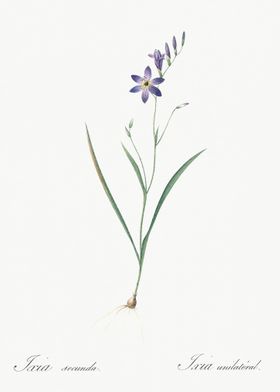 Ixia Secunda Illustration 