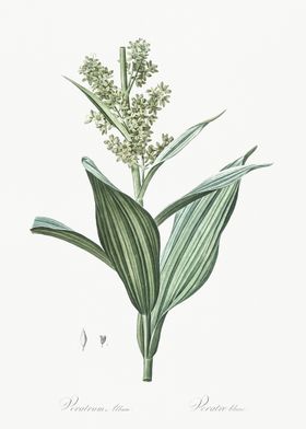 False Helleborine Illustra