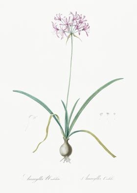 Amaryllis Undulata Illustr