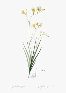 Freesia Illustration From 