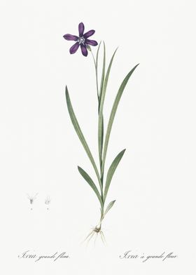 Ixia Grandiflora Illustrat