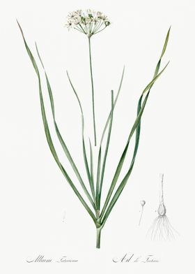 Allium Tartaricum Illustra