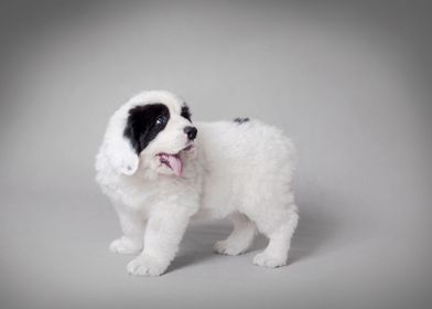 Landseer puppy