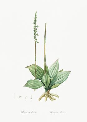 Neottia Elata Illustration