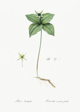 Herb Paris Illustration Fr