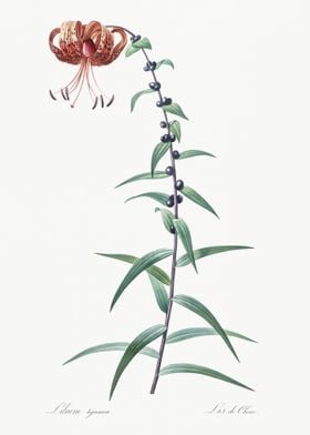 Tiger Lily Illustration Fr