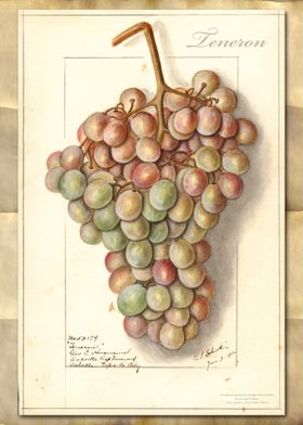 Leneron grapes watercolor