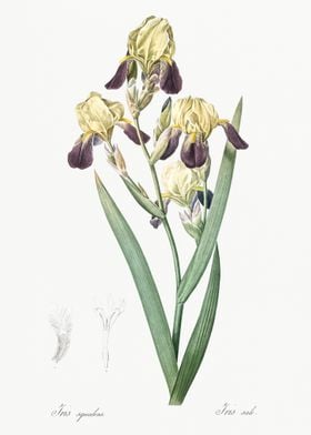 Elder Scented Iris Illustr