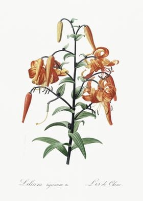 Tiger Lily Illustration Fr