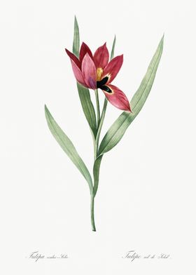 Tulipa Oculus Colis Illust