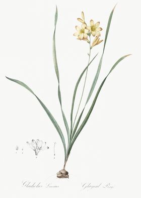 Gladiolus Lineatus Illustr