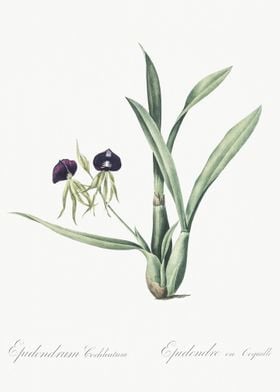 Clamshell Orchid Illustrat