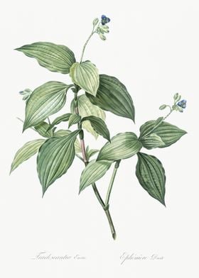 Tradescantia Erecta Illust