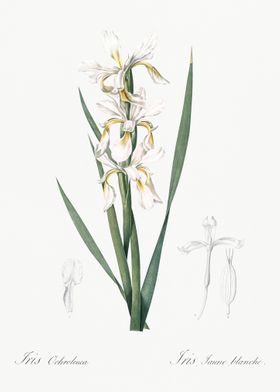 Yellow Banded Iris Illustr