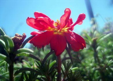 Red Summer Flower 1