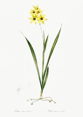 Ixia Fusco Citrina Illustr