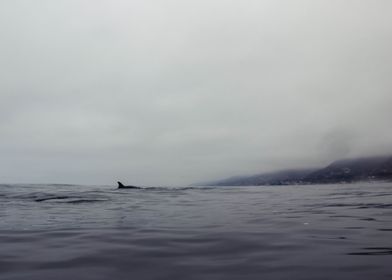 Dolphin in Malibu