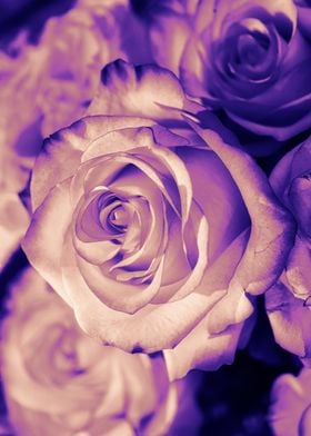 Rose pink purple