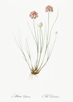 Allium Globosum Illustrati