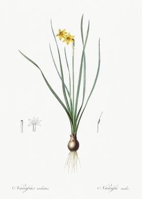 RushLeaf Jonquil Illustrat