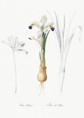 Iris Persica Illustration 